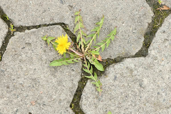 removing weeds from bricks