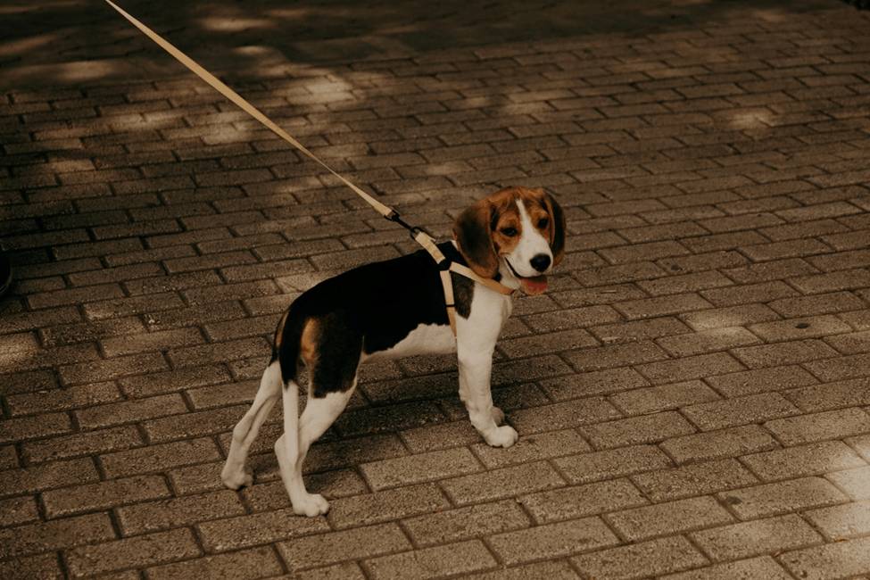 paver maintenance with dog