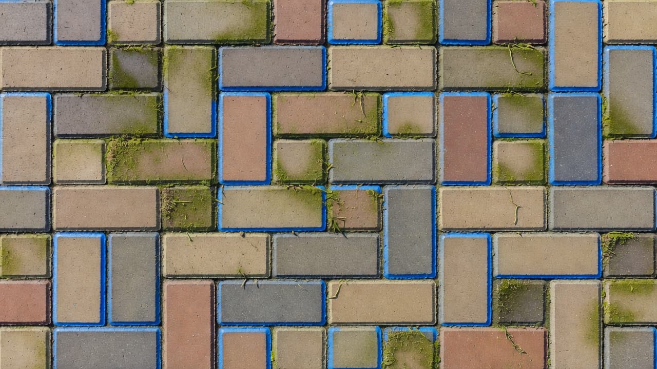 Close-up view of weathered brick paving stones featuring tight joints filled with patches of vibrant green moss and algae. A distinct blue accent stone adds contrast under soft, natural daylight.